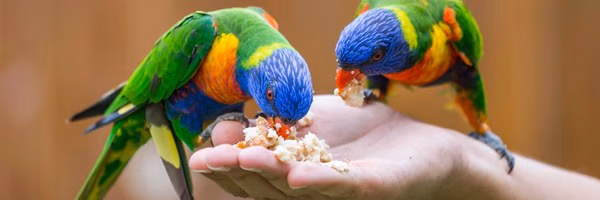 Backyard bird feeding could be a bird flu 'superspreader'. An expert explains | The Conversation