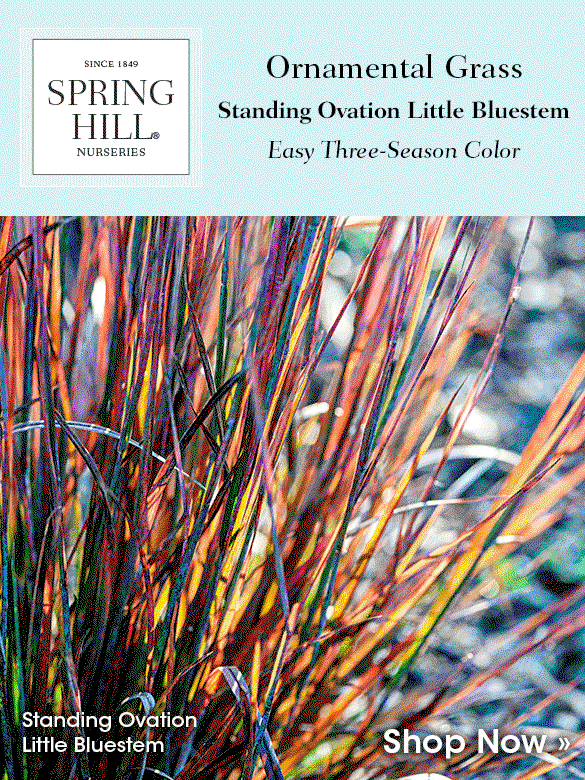 Problem-Solver Plant: Standing Ovation Little Bluestem