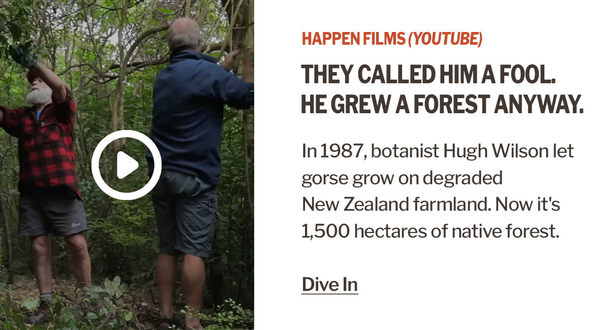 Detours | Man Spends 30 Years Turning Degraded Land into Massive Forest – Fools & Dreamers (Full Documentary) | Happen Films (YouTube)