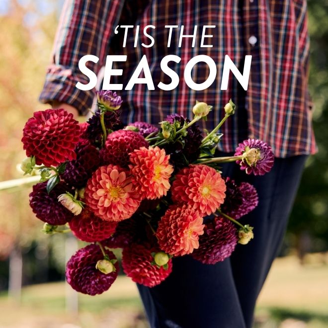 Market Haul Dahlias - Saturated Palette - 20% Off with code COLORME