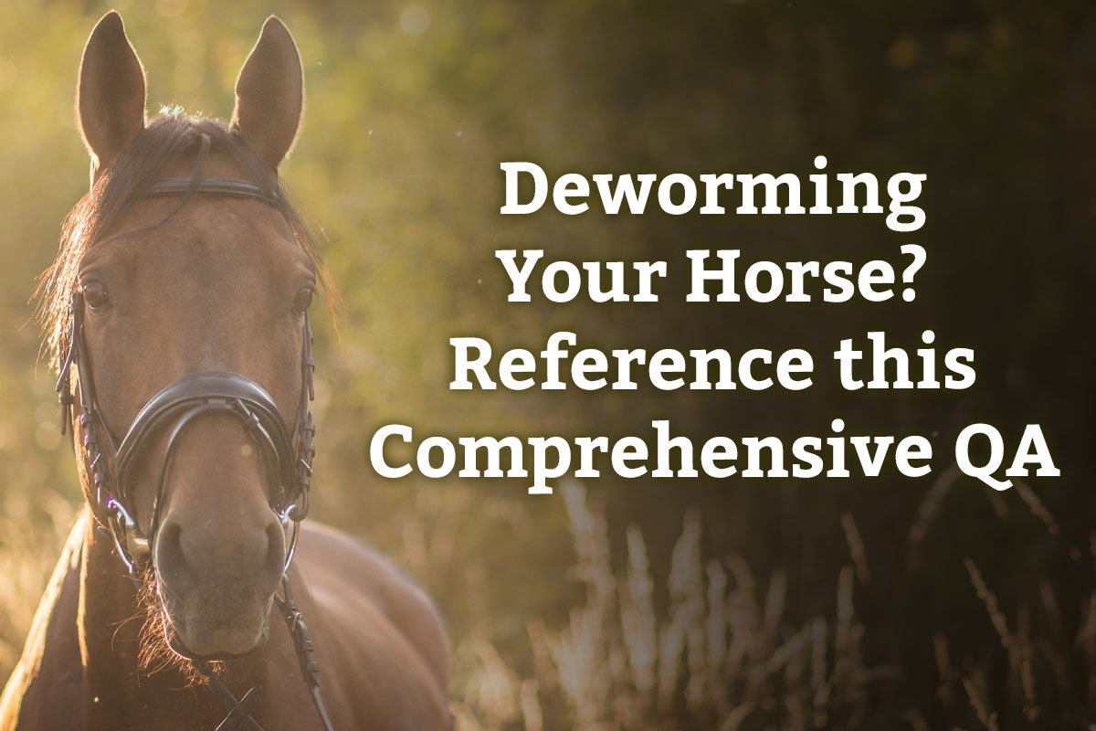 Deworming Your Horse? Reference this Comprehensive QA - Learn More