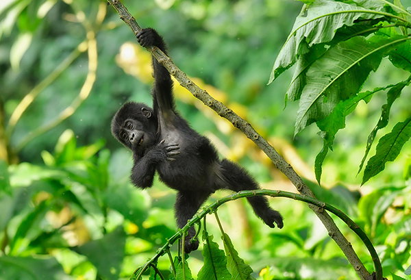 A young mountain gorilla hangs from a tree branch in Uganda.