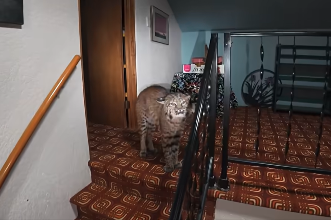 Bobcat