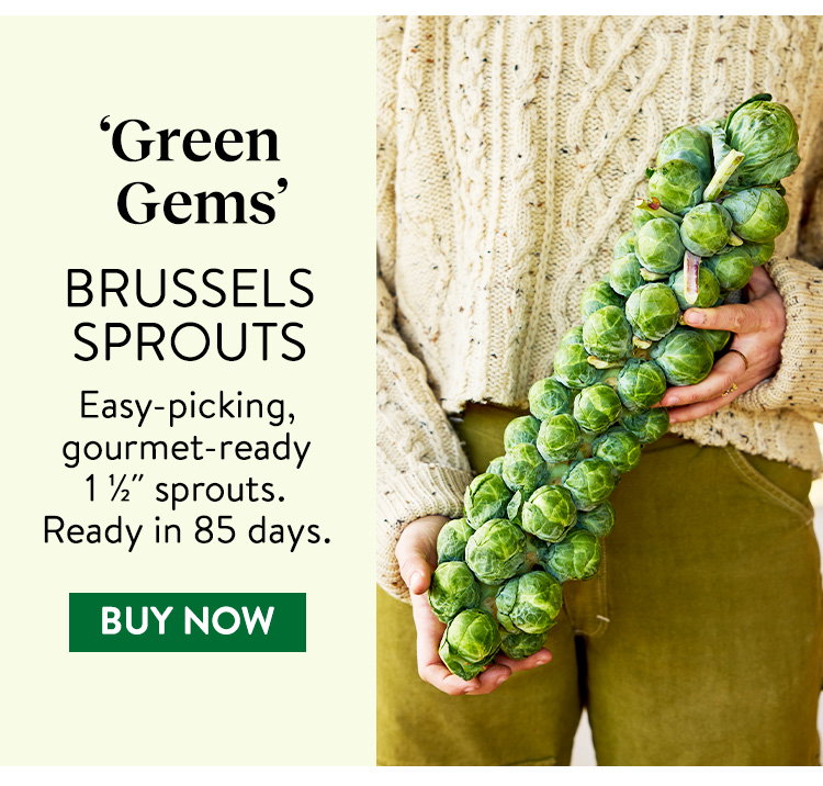 Green Gems Brussels Sprouts Seeds & Plants