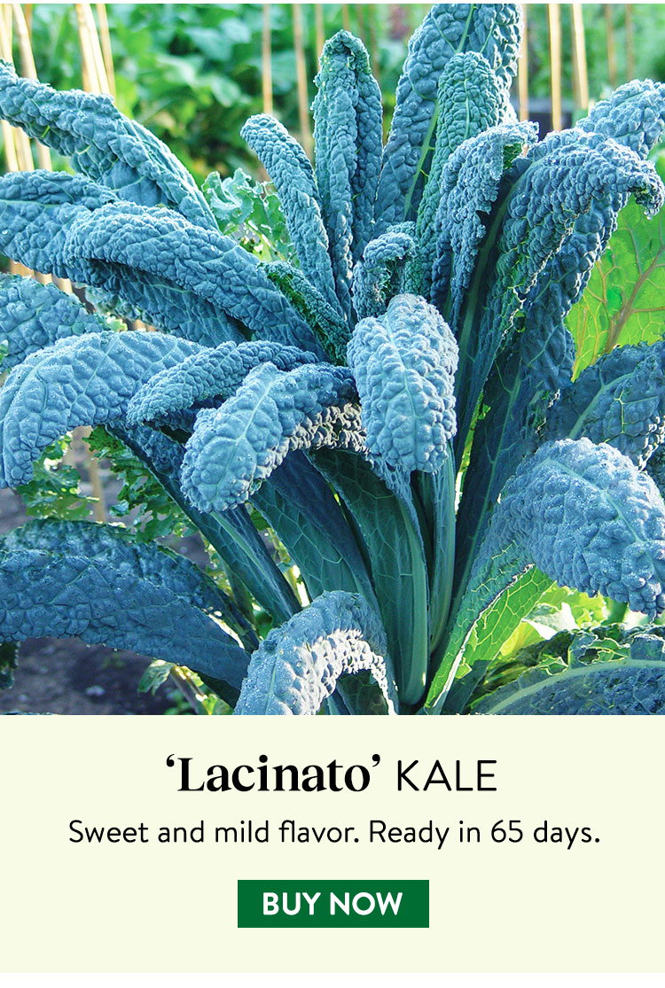 Lacinato Kale Seeds & Plants