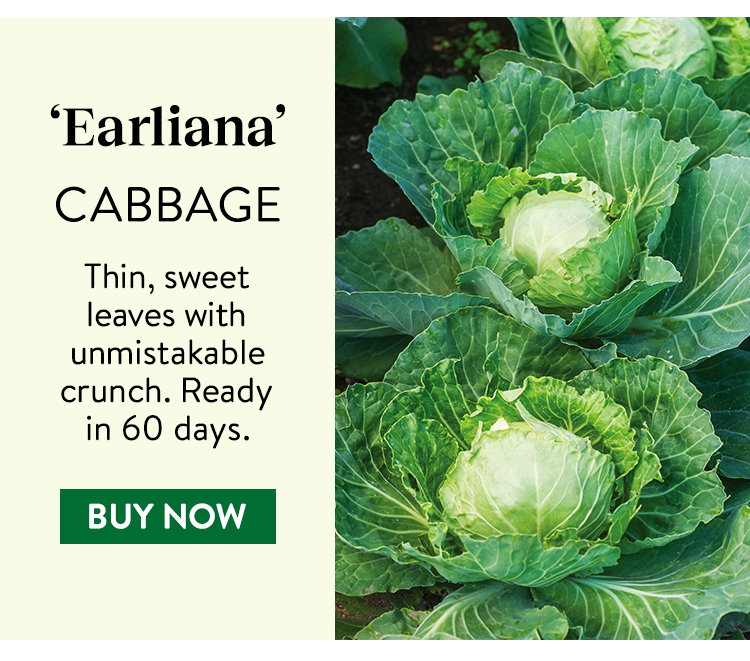 Earliana Cabbage Seeds