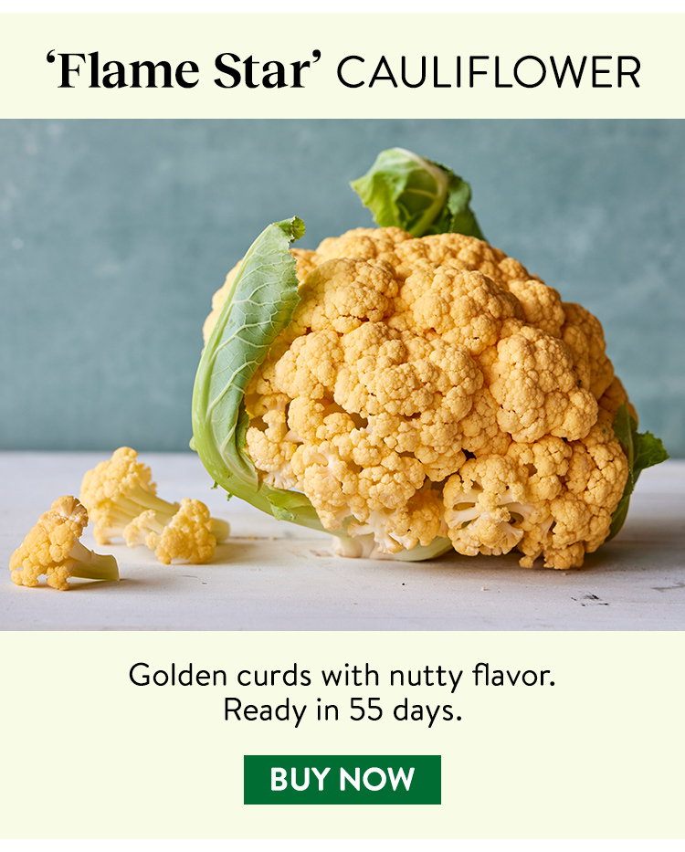 Flame Star Cauliflower Seeds & Plants
