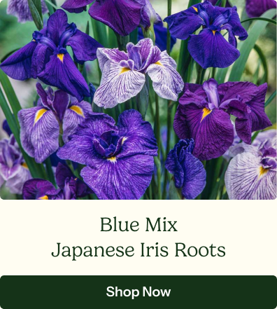 Japanese Iris Roots - Blue Mix