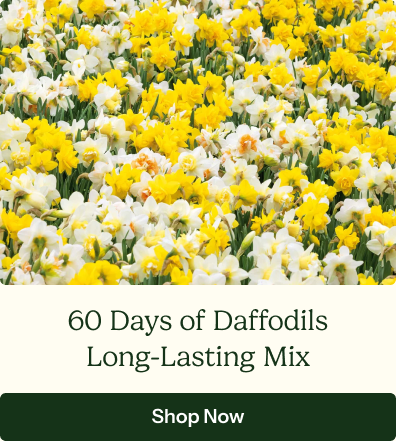 60 Days of Daffodils - Long Lasting Mix