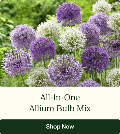 Allium Bulbs - All-In-One Mix