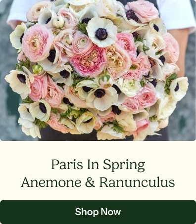 Anemone & Ranunculus - Paris In Spring Collection