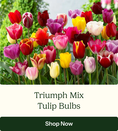 Tulip Bulbs - Triumph Mix