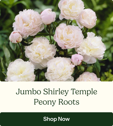Peony Roots - Jumbo Shirley Temple