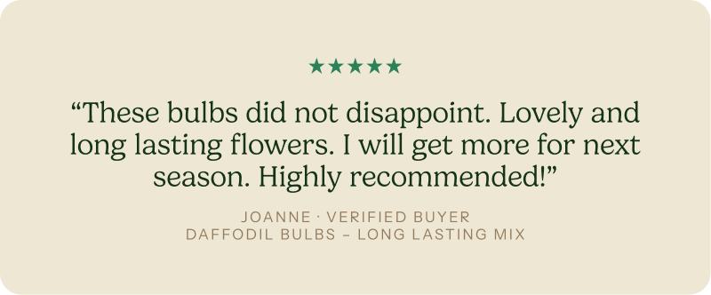 “These bulbs did not disappoint. Lovely and long lasting flowers. I will get more for next season. Highly recommended!”