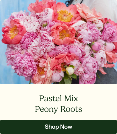Peony Roots - Pastel Mix