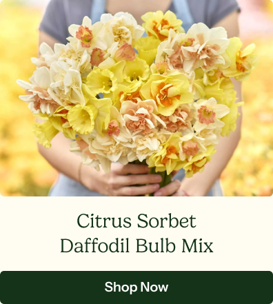 Daffodil Bulbs - Citrus Sorbet Mix