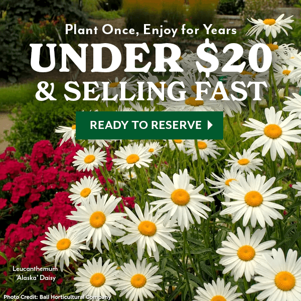 UNDER $20 & SELLING FAST
