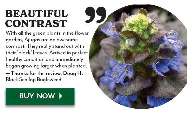 Black Scallop Bugleweed