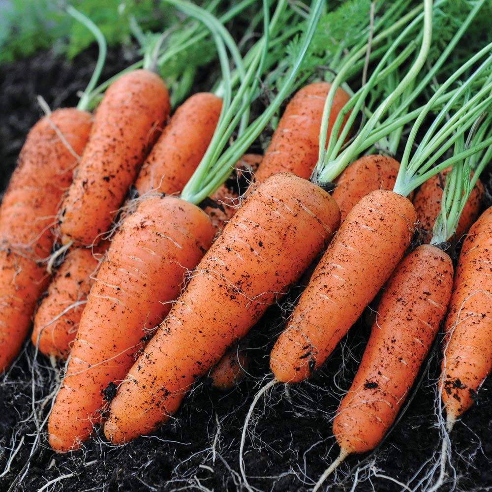 Carrot 'Flyaway'