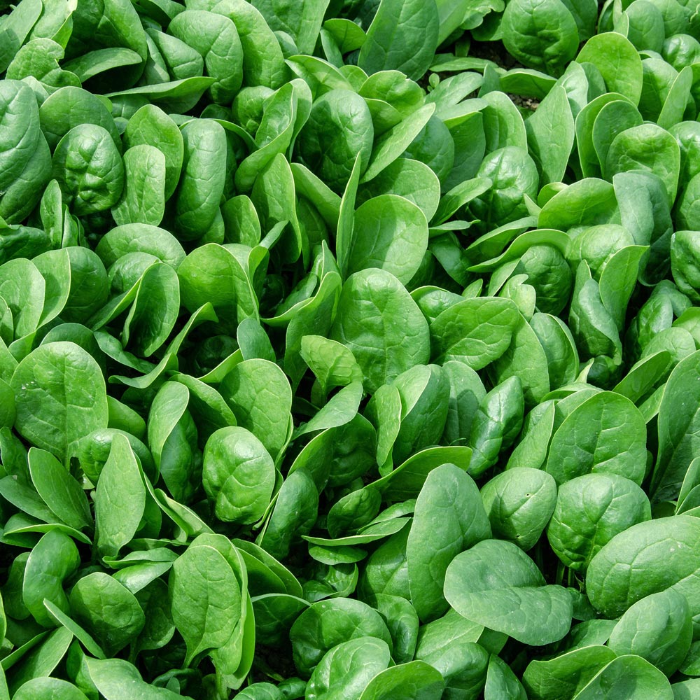 Spinach 'Zisa'
