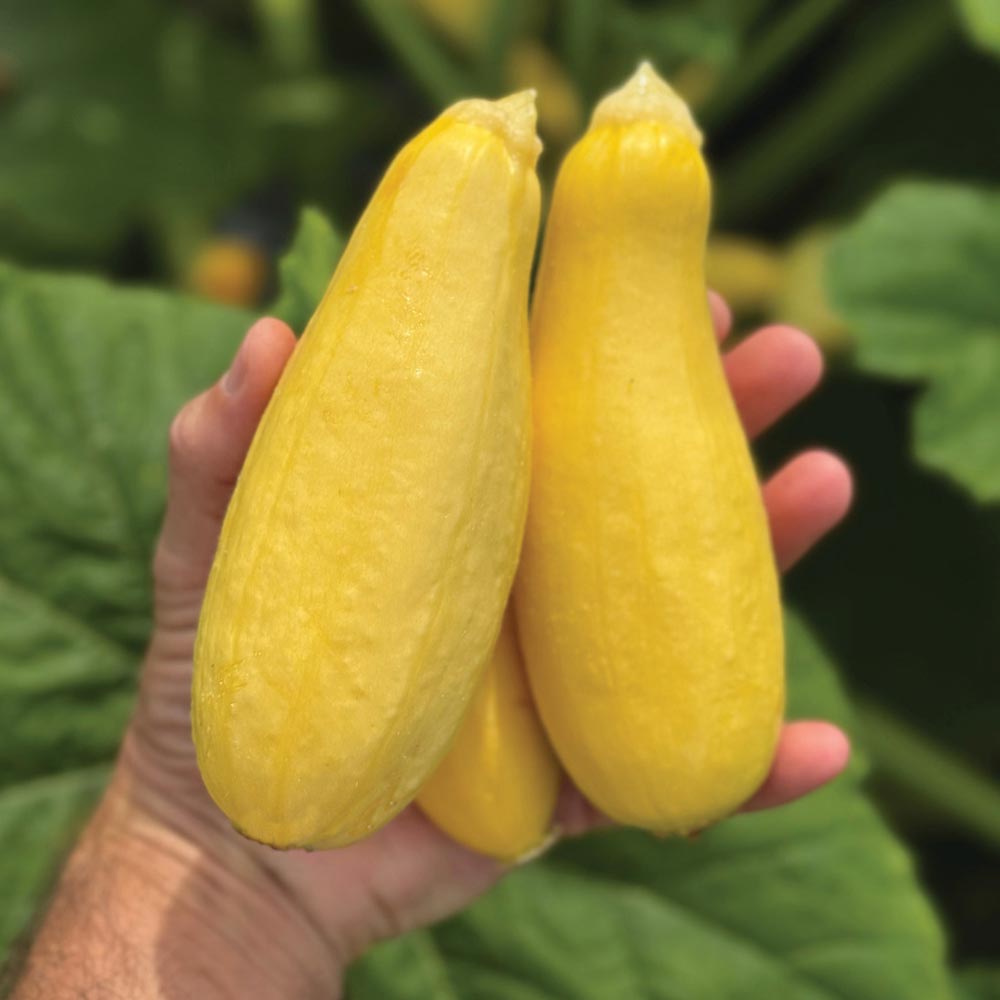 Courgette 'Supersonic'