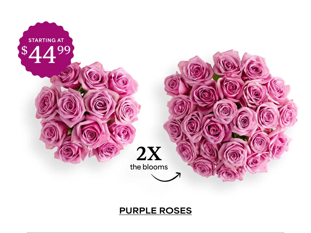 Purple Roses