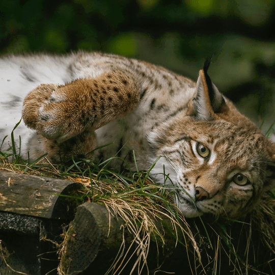 Eurasian Lynx at Highland Wildlife Park