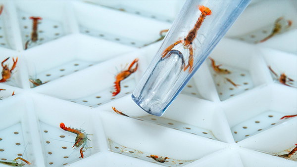 A tiny lobster hangs in the water at the tip of a pipette as its colleagues chill in their little lobster cots.
