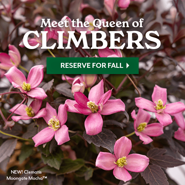Meet the Queen of CLIMBERS + take 25% OFF Sitewide with code SPRING25