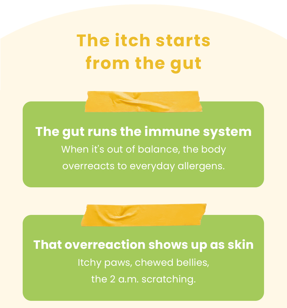 The itch starts from the gut. The gut runs the immune system: When it's out of balance, the body overreacts to everyday allergens. That overreaction shows up as skin: Itchy paws, chewed bellies, the 2 a.m. scratching.
