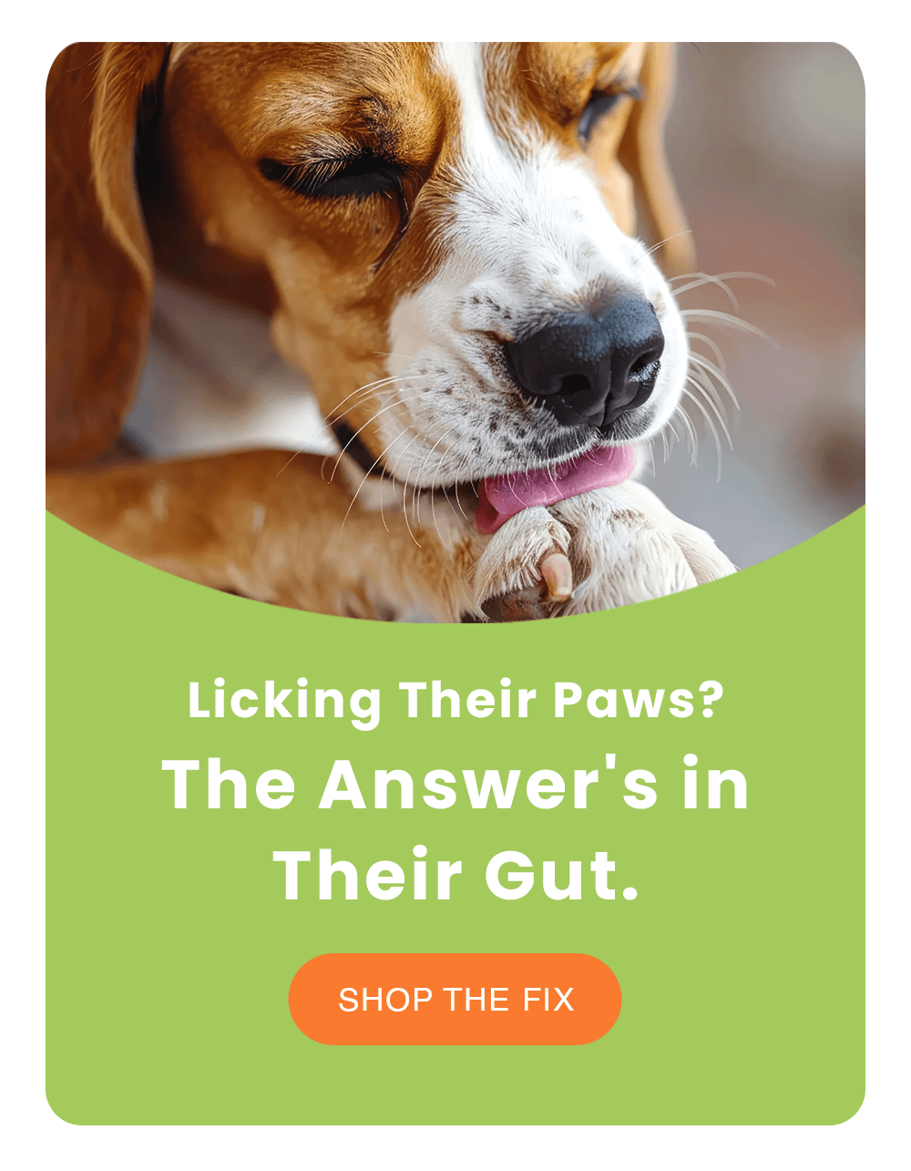 Licking Their Paws? The Answer's in Their Gut.