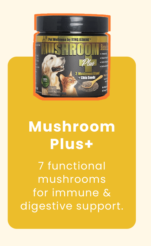 Mushroom Plus+: 7 functional mushrooms for immune & digestive support.
