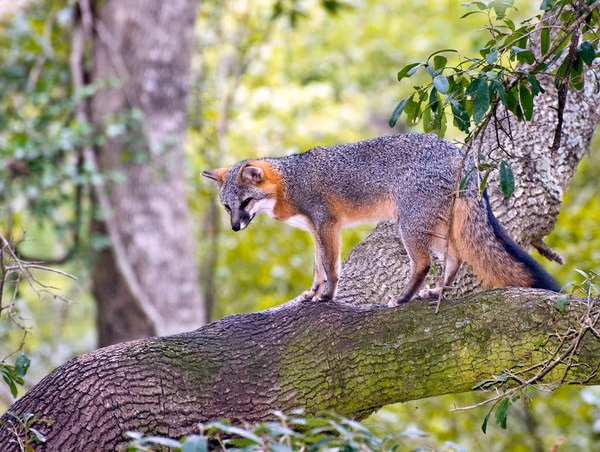 It moves like a cat, climbs like a primate and spends much of its time high up in trees — meet the world's strangest dog | Discover Wildlife