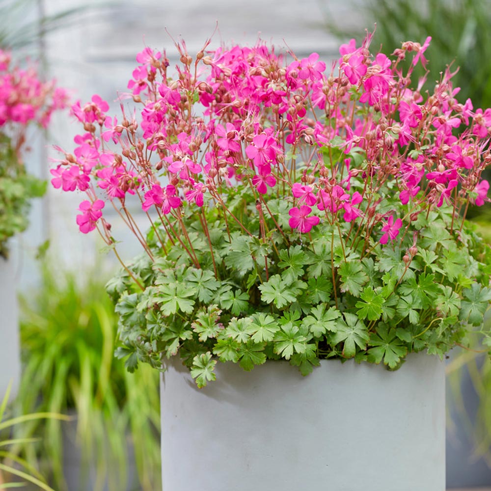 Geranium 'Intense'