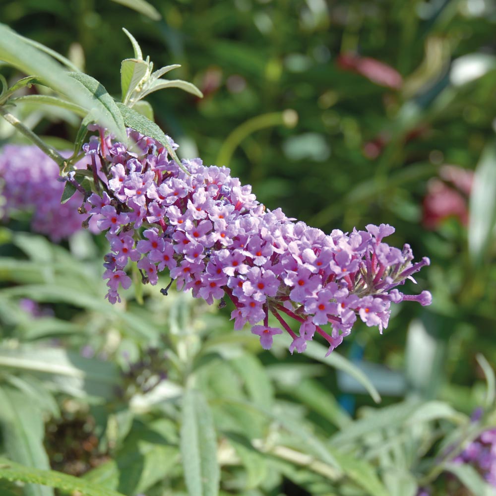 Buddleja 'Buzz® Lavender’