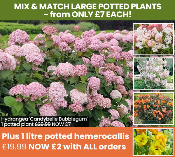 LARGE Potted Plants