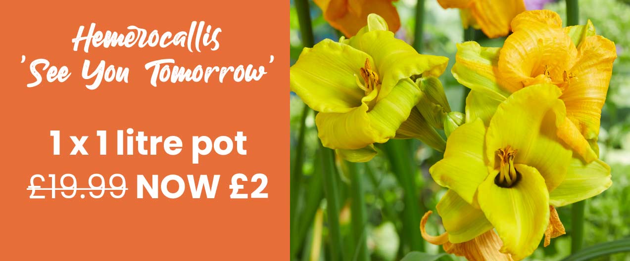 Hemerocallis 'See You Tomorrow'