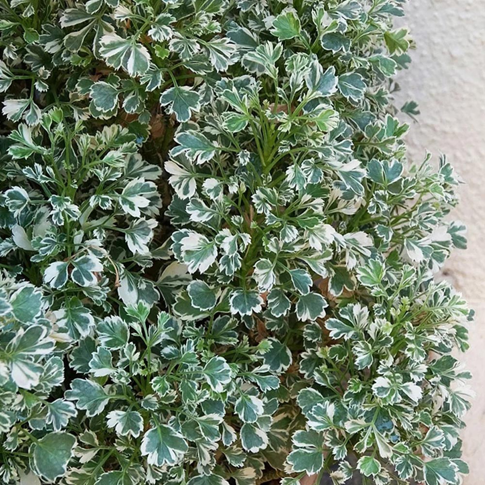 Euonymus 'Emerald Gaiety'