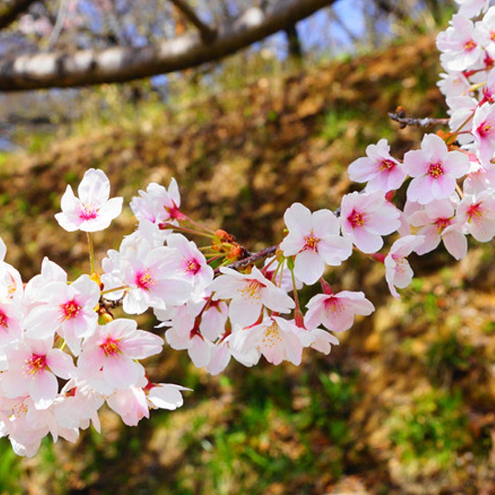 Prunus 'Kojo-No-Mai'