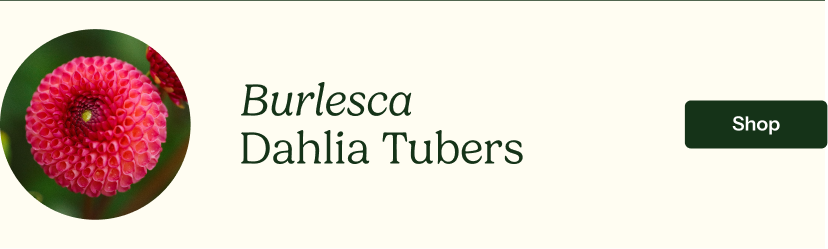 Dahlia Tubers (Pompon) - Burlesca