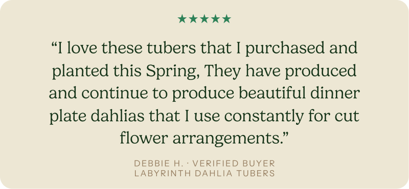 “I love these tubers that I purchased and planted this Spring, They have produced and continue to produce beautiful dinner plate dahlias that I use constantly for cut flower arrangements.”
