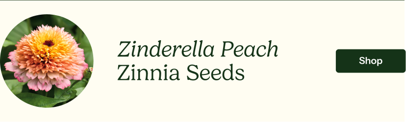 Zinnia Seeds - Zinderella Peach