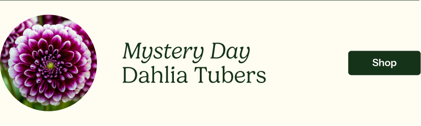 Mystery Day Dahlia Tubers