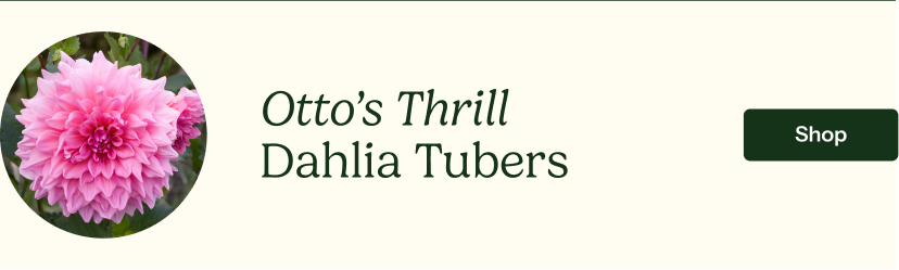 Dahlia Tubers (Dinnerplate) - Otto's Thrill
