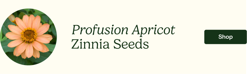 Zinnia Seeds - Profusion Apricot