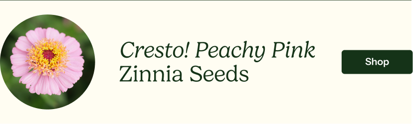 Zinnia Seeds - Cresto! Peachy Pink