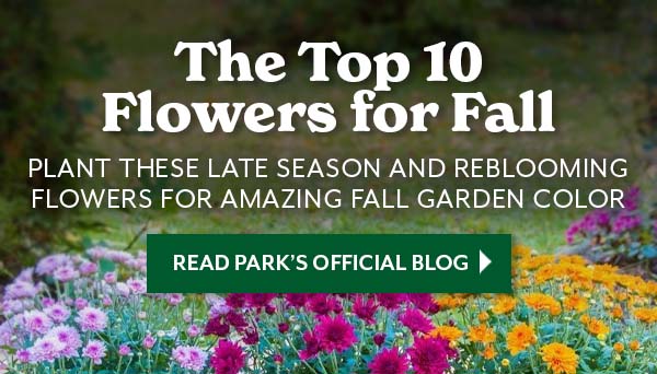 discover the top 10 flowers for fall