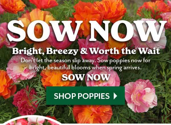 SOW NOW: Bright, breezy and worth the wait - Poppies
