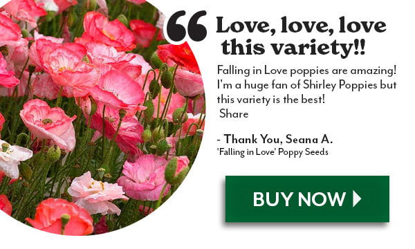 'Falling in Love' Poppy Seeds