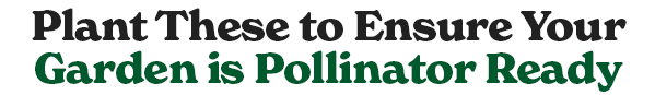 SHOP POLLINATORS